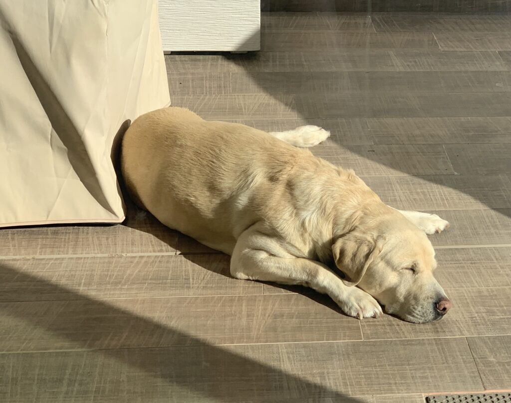 The bond between animal and human