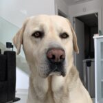 The bond between animal and human