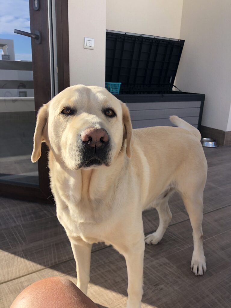 The bond between animal and human